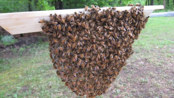 Bees2